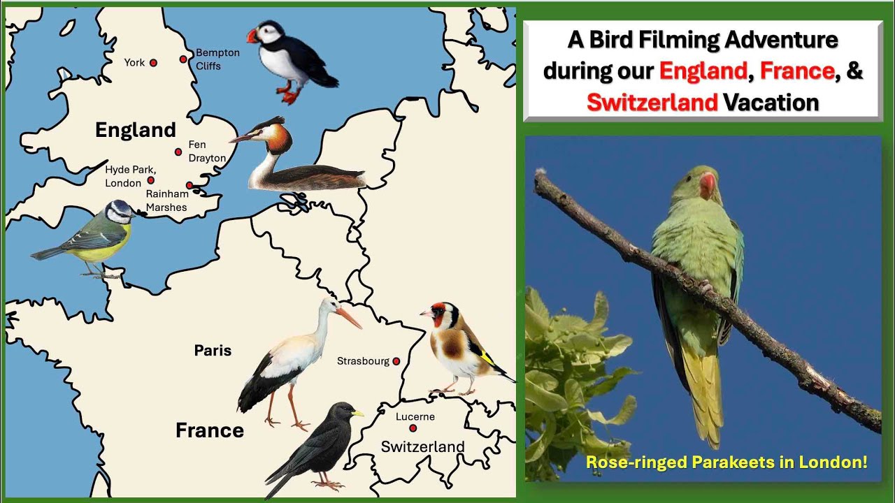 Birds Filmed While Touring, England, France & Switzerland.