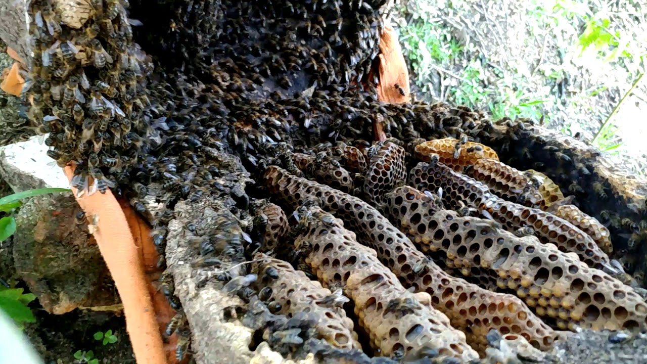 Como bater um cortiço de Abelhas/ ver mestra