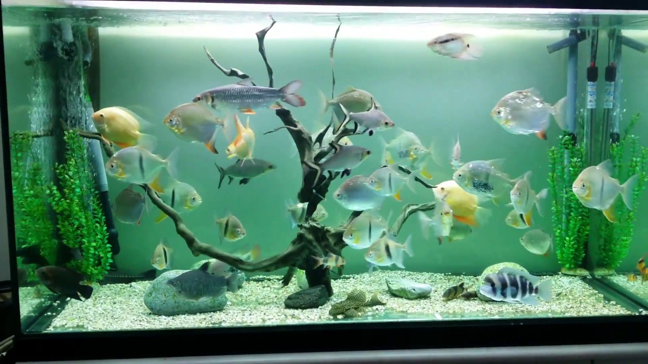 My redhook pacu and Myleus Schomburgkii + friends