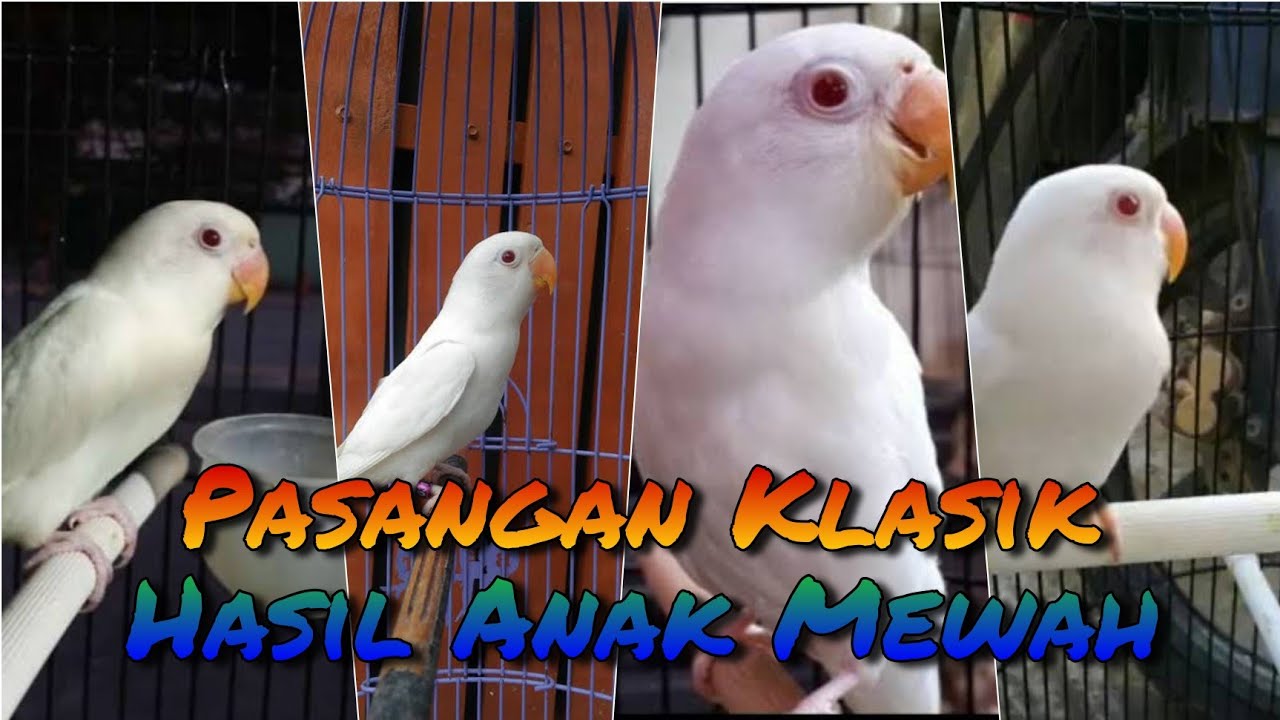 Pasangan yang Cocok Untuk Albino MM (Mata Merah)