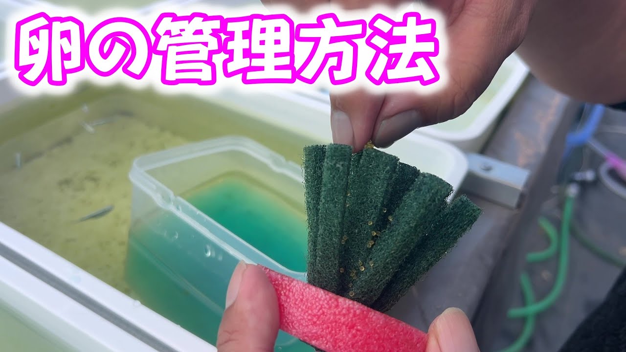 【めだか】採卵時の管理方法を中心にお話しします。Ｂ型おやじ　2026年　2月　1日　投稿