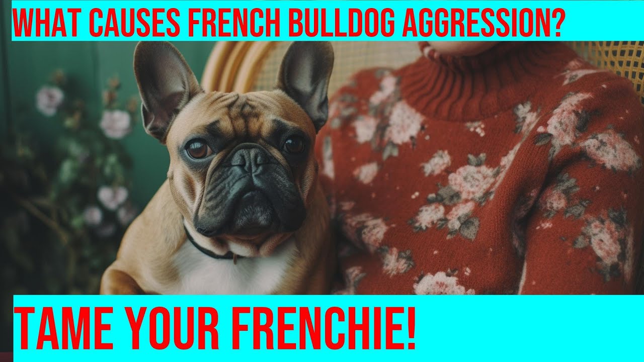 Aggression Training for French Bulldogs: How to Improve Behavior