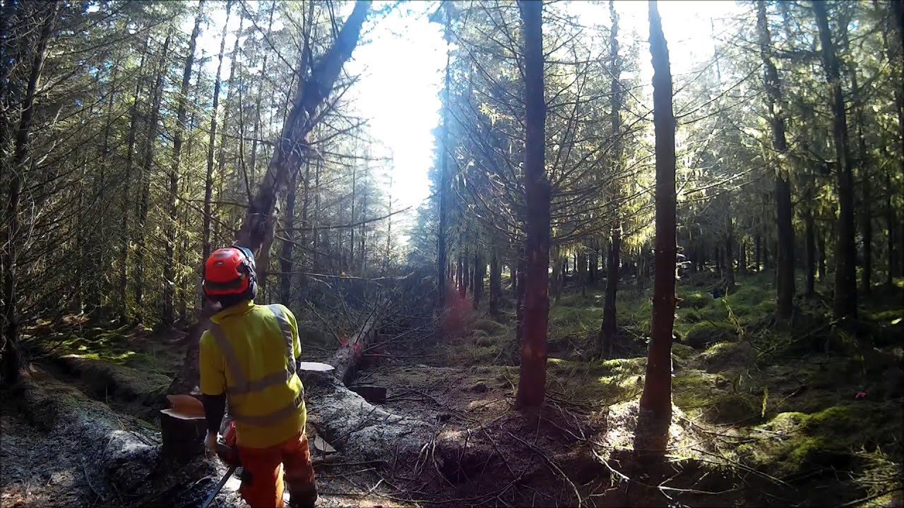 Tree Felling work with 560xpg, felling on a large wind farm in Scotland. Forester1, Tree0