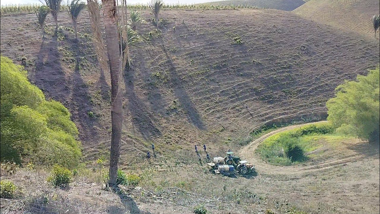 Os homens roçando o mato do eucalipto imagens da estrada para gente trafegar