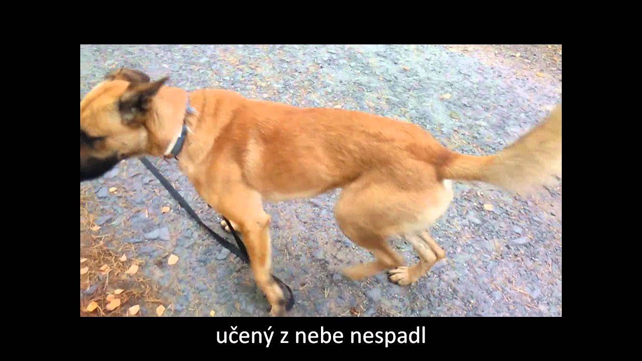 práce a pravidla s dlouhým vodítkem