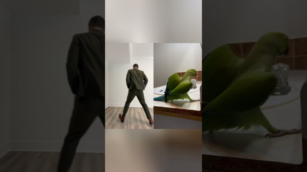 Just wingin&rsquo; it 🕺🏻🦜 #funny #dance #birds #trend