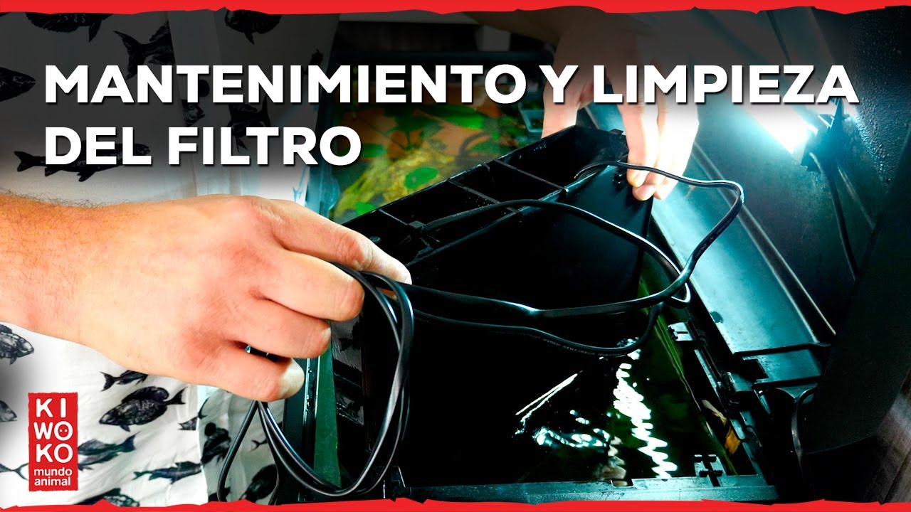 LIMPIEZA del FILTRO del acuario de bajo requerimiento 🎥【Serie: 9ª Parte ✅】