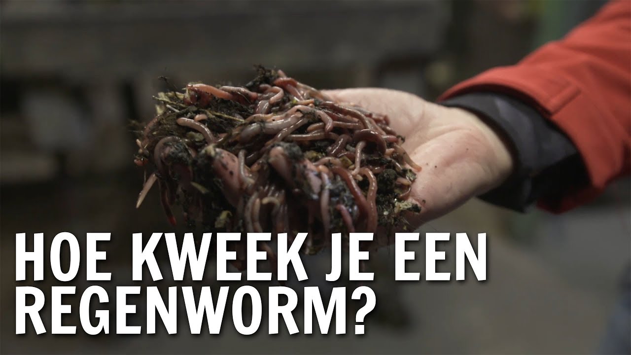Hoe kweek je een regenworm? | De Buitendienst over de Regenworm