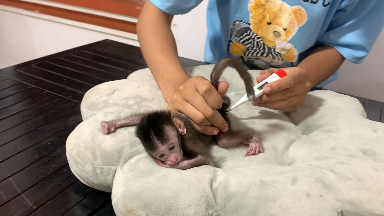 S@d.lY baby monkey was iL&rsquo;L mommy is take care him