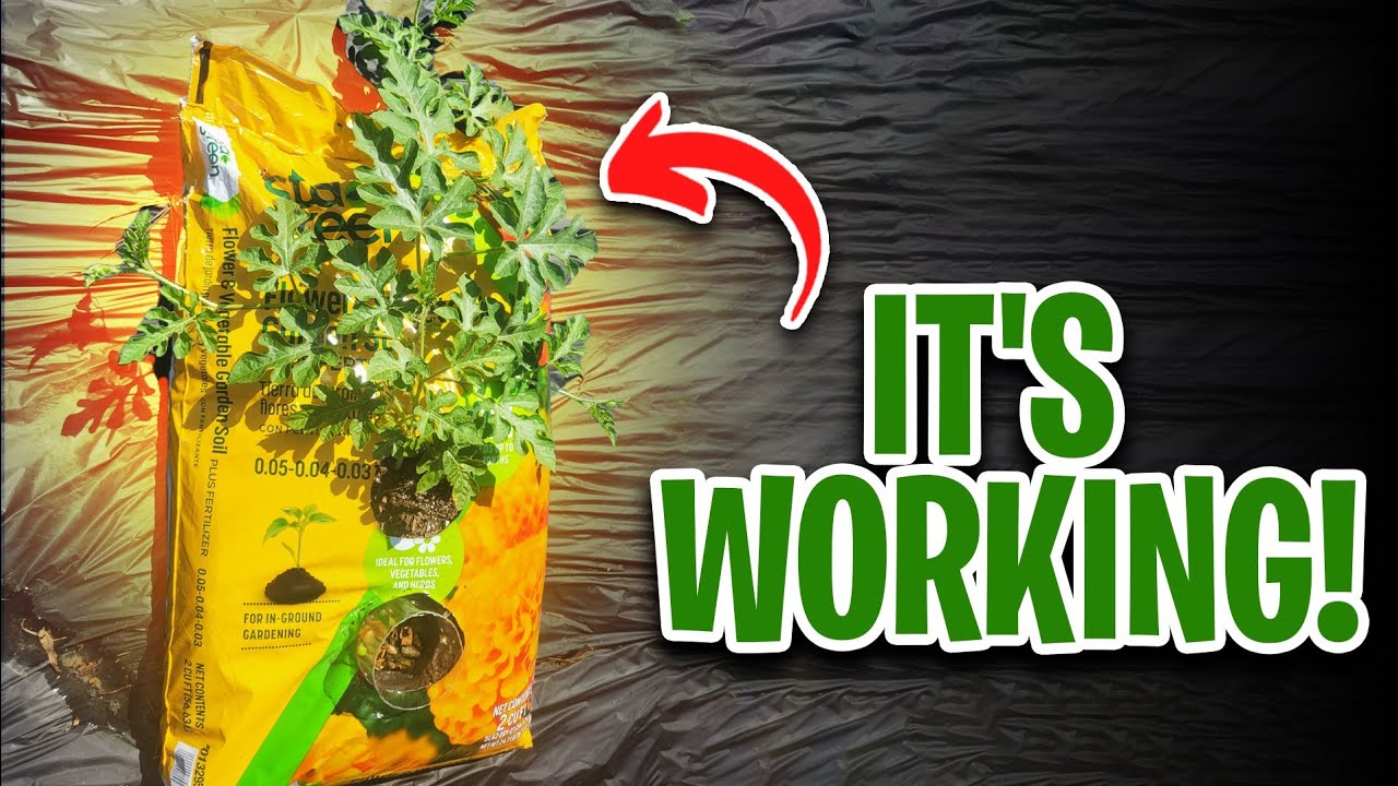 Growing Watermelons in Compost bags UPDATE!!!