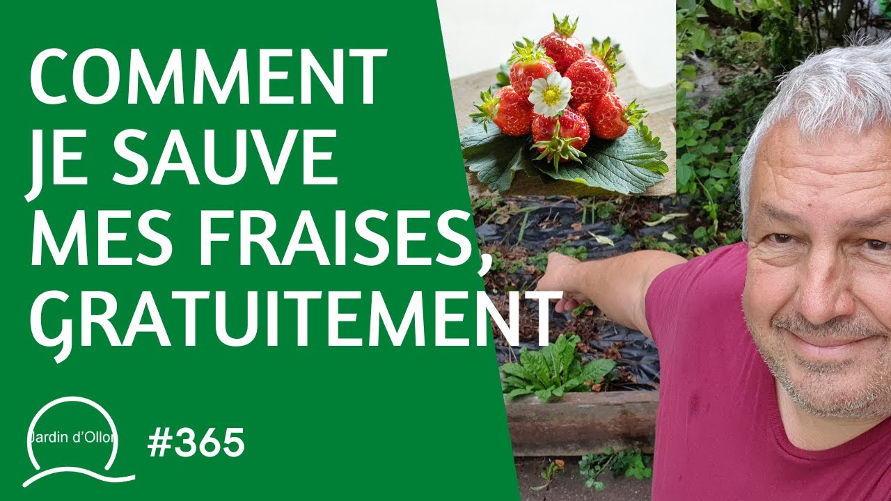 #365-Comment je sauve mes FRAISES et c'est GRATUIT !