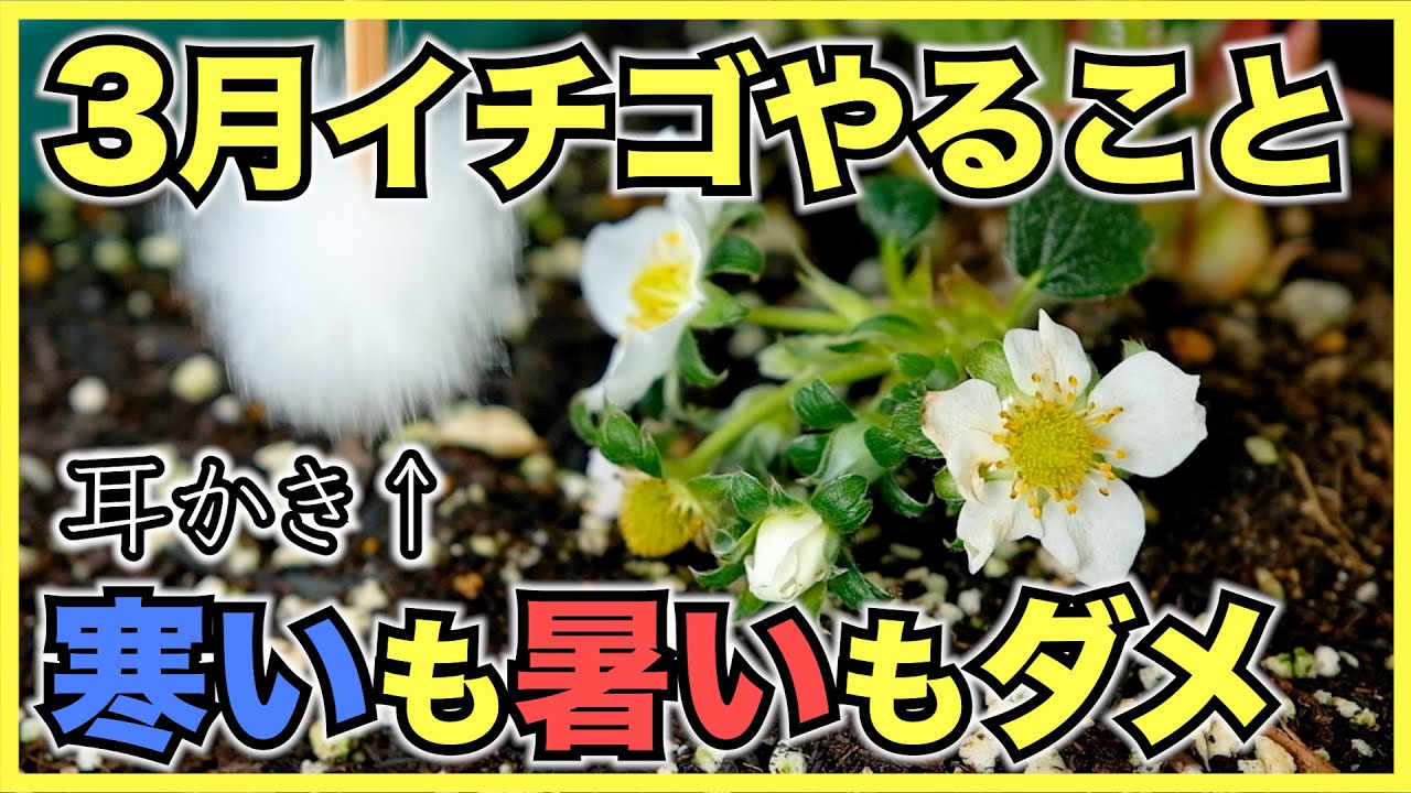 【家庭菜園のイチゴ】3月にやるべきこと5月に収穫するための温度管理と注意点【追肥, 人工授粉】