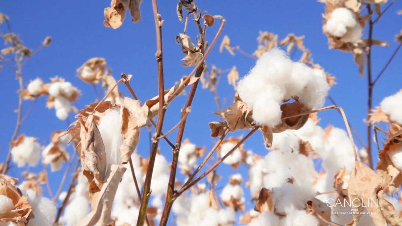 Canclini1925 | Cotton harvest (How fabric is made - from harvest to delivery)