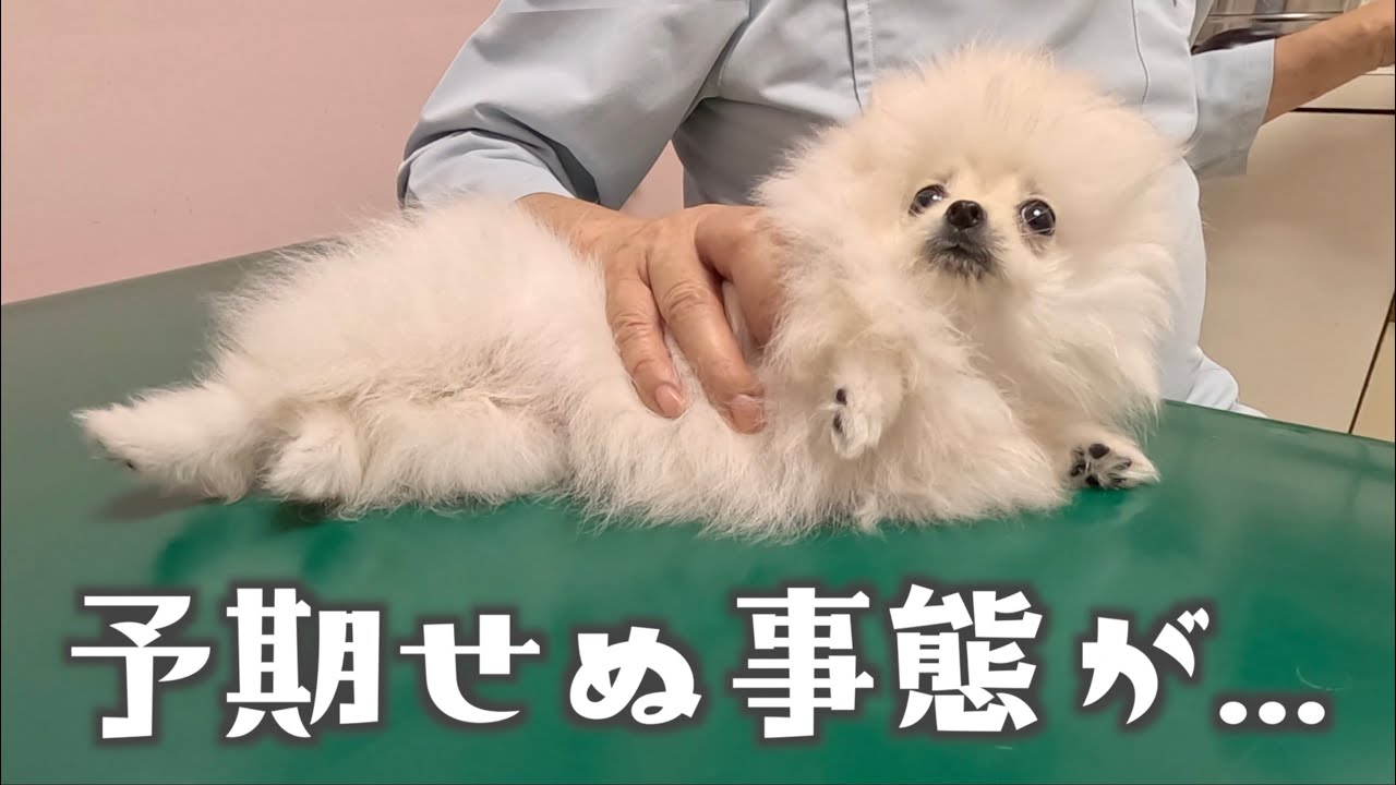 初めての動物病院で大変なことになってしまいました…【ワクチン注射】