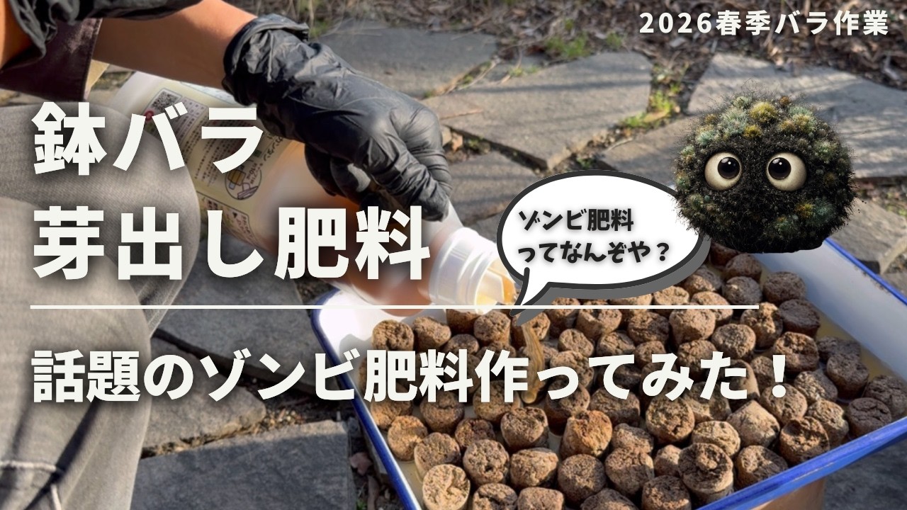 《2026/3月 鉢バラ 芽出し肥料／ゾンビ肥料作ってみた》発酵固形油かす＆高濃度フルボ酸／花ごころ