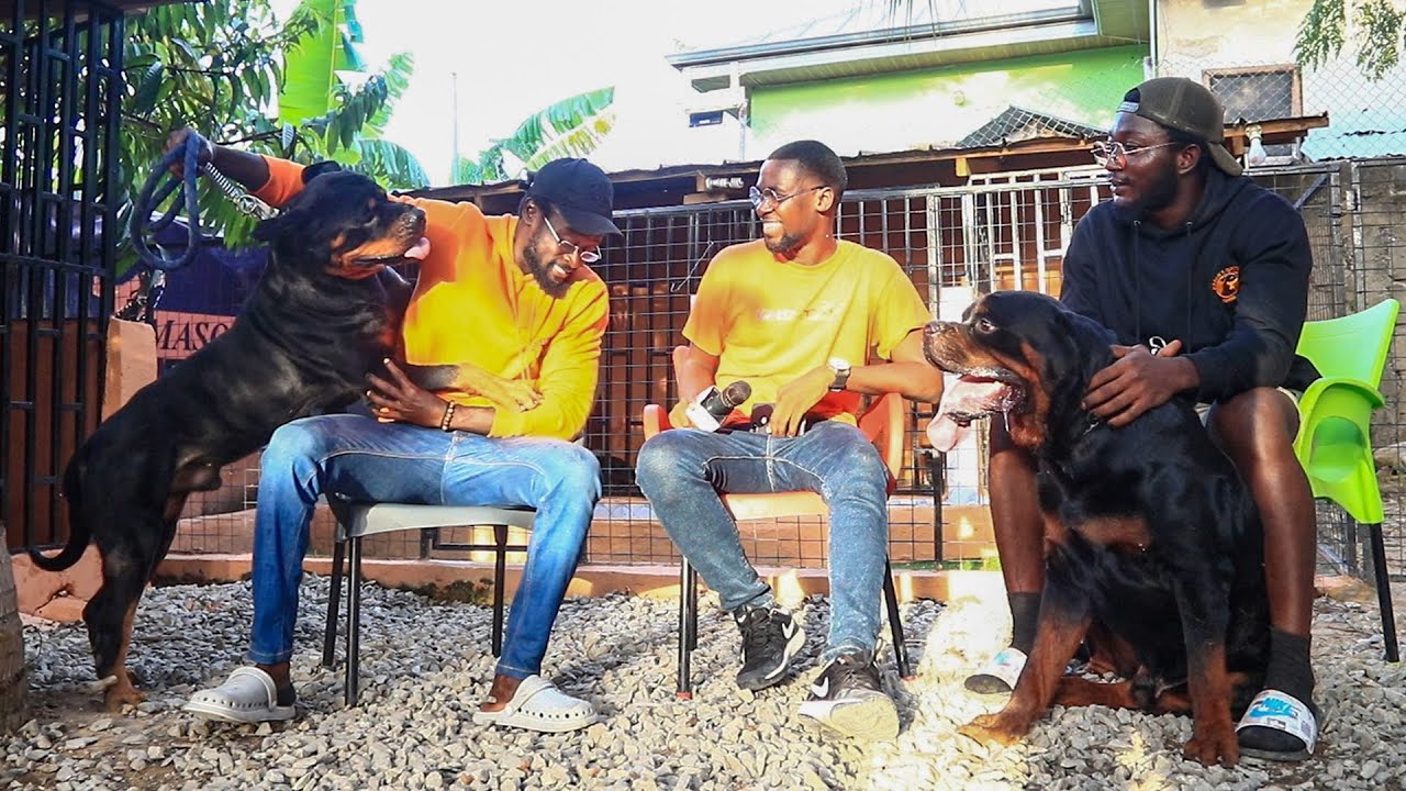 A visit to Mason's Rottweiler Kennels | The 2 brothers who own one of the finest Rottweiler Kennels