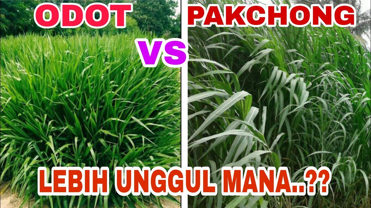 Perbandingan rumput pakchong vs rumput odot.. Lebih unggul mana??
