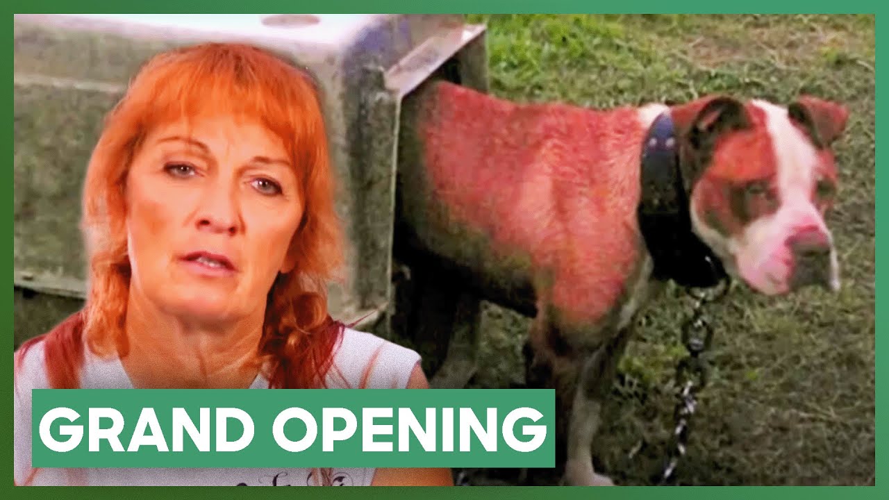 Tia Rescues A Pit Bull The Day Before The Grand Opening! | Pit Bulls & Parolees