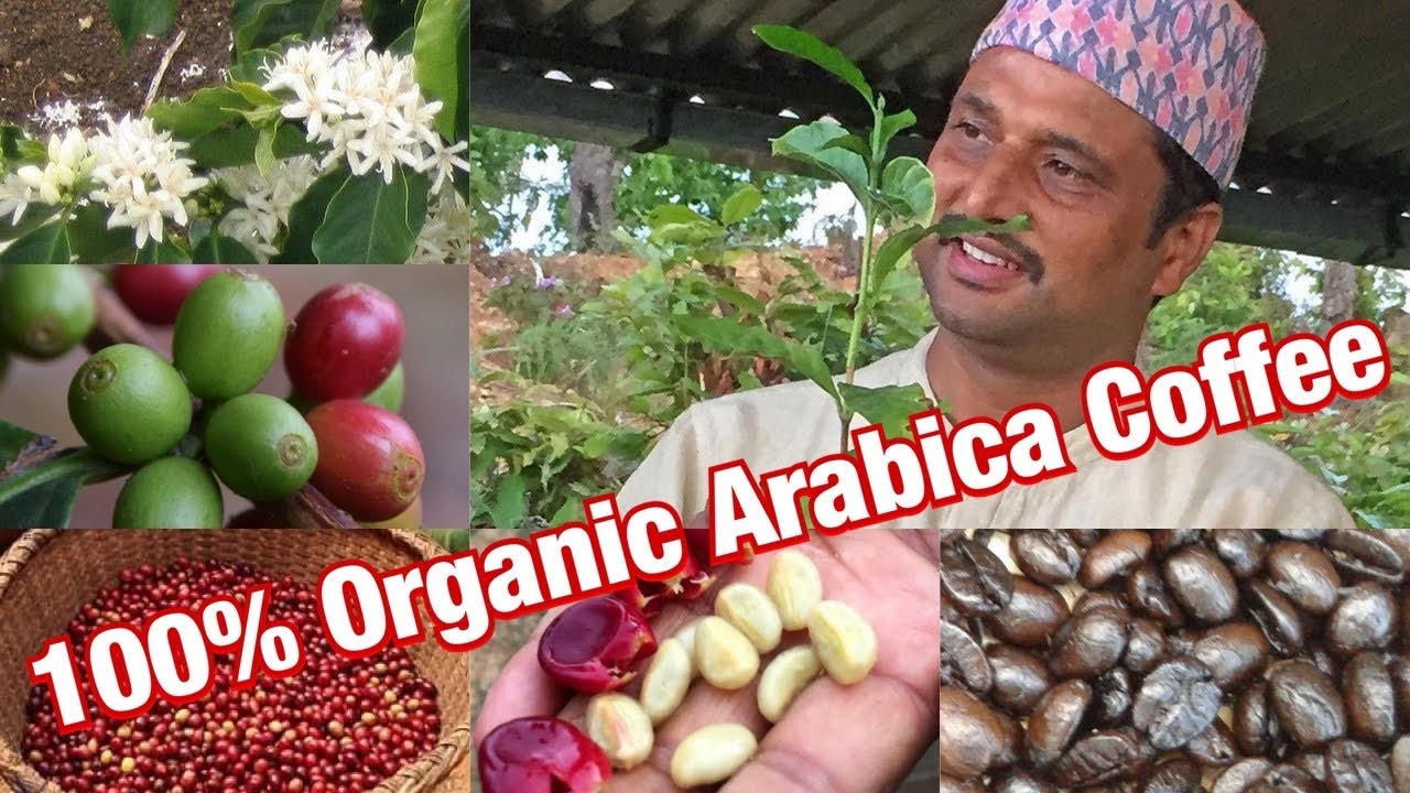 Himalaya Ontop Organic Coffee Estate   ||Coffee Farm|| Nepal