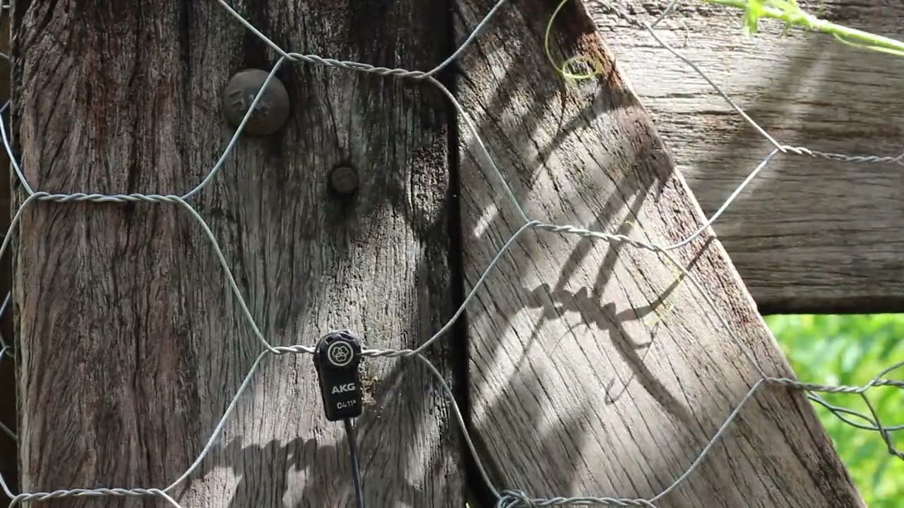 Field recording with contact mic