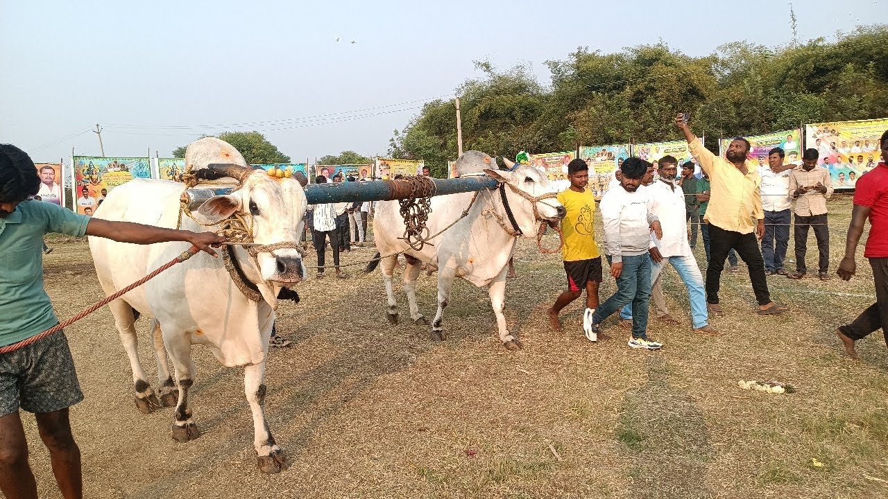 లింగరెడ్డిగూడ గ్రామపంచాయతీ సాయిరెడ్డి గూడ గ్రామంలో న్యూ కేటగిరి బండలాగుడు పోటీలు 10వ జత