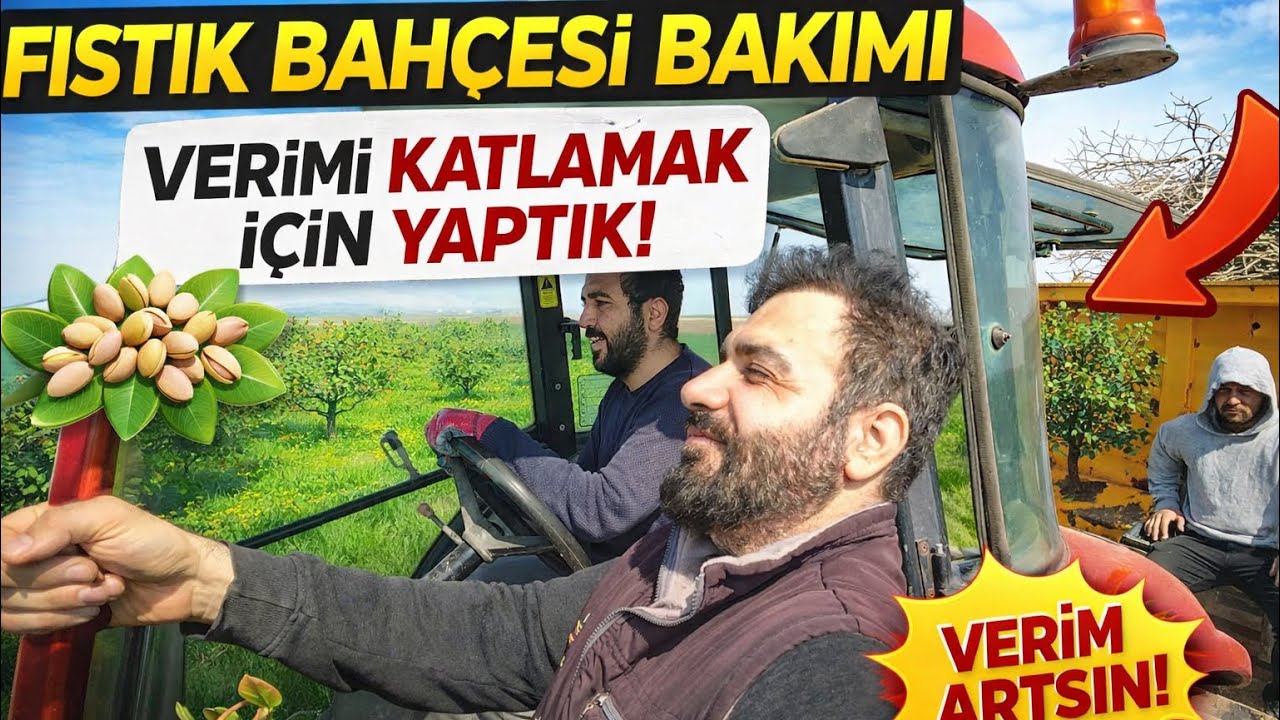 fıstık bahcesi bakiminda altin kural temizlik )