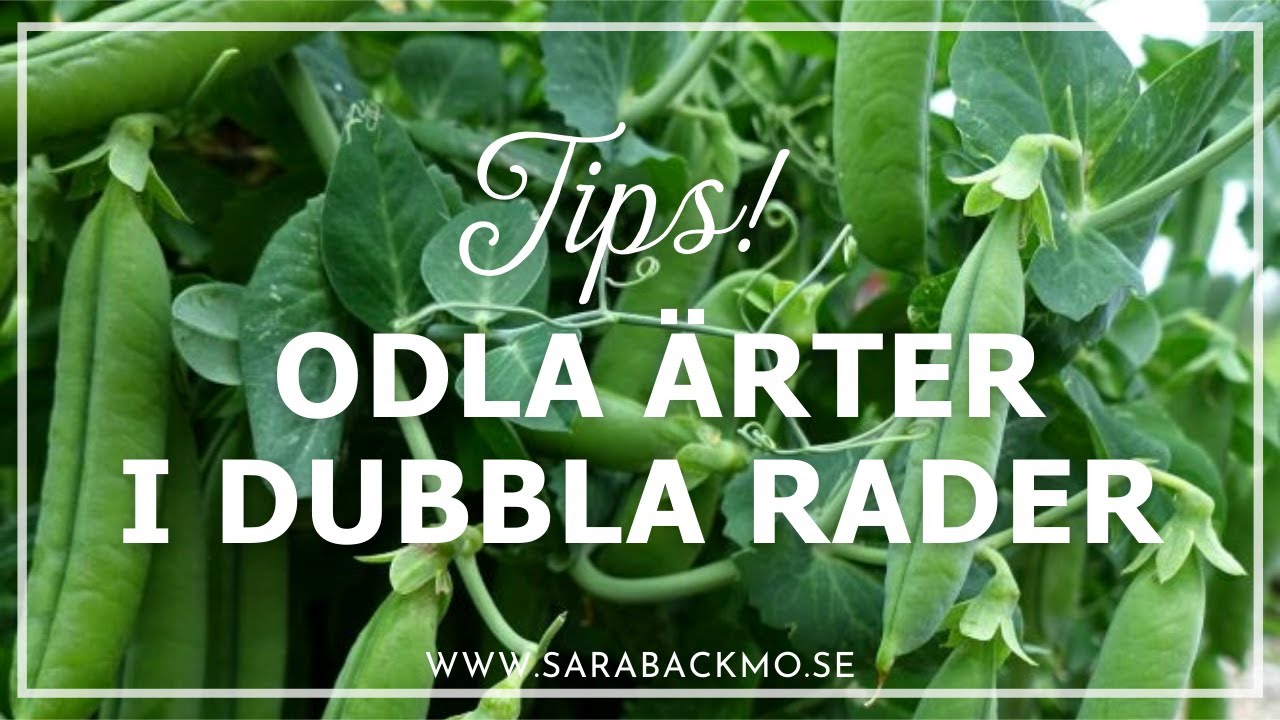 Odla ärter i dubbelrader