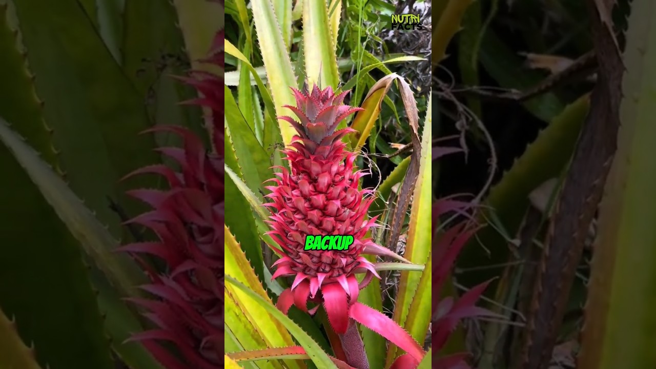 Pineapples Don&rsquo;t Grow the Way You Think