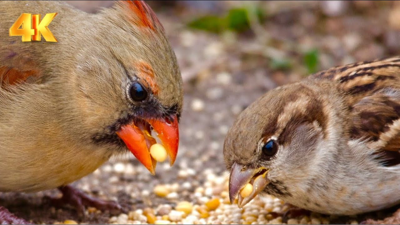 Amazing 🦅 birds 🐦 #Cardinal #sparrows 