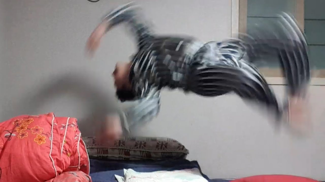 아침6시 우리집에 만취한 문찬2가 왔다...