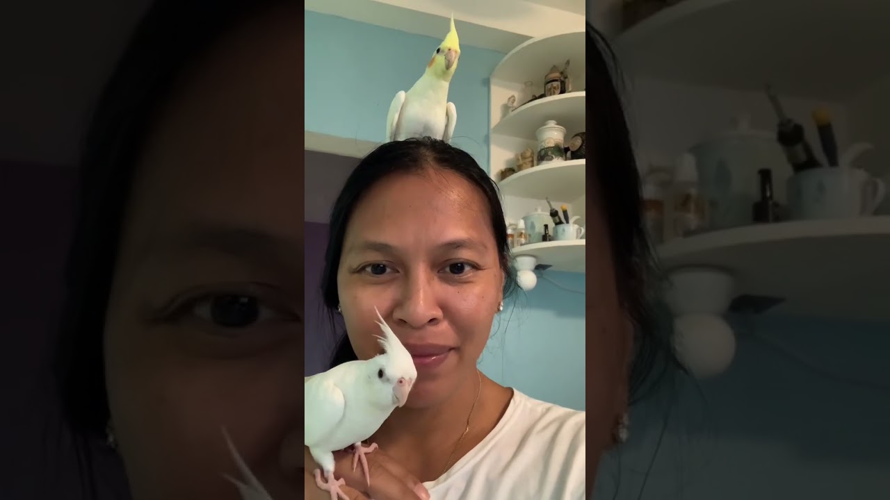 My Two Lutino Cockatiels,Sky and Sage