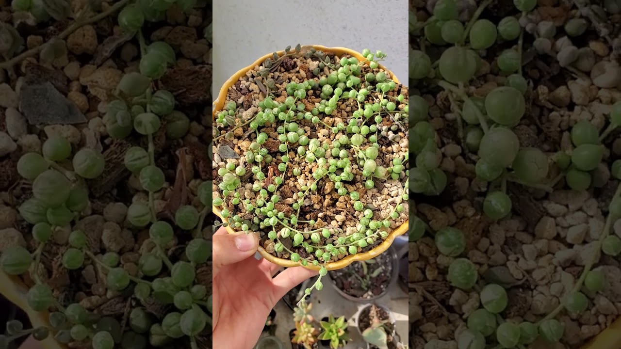 Echeveria Lulu y unas minibellezas 😍😍😍