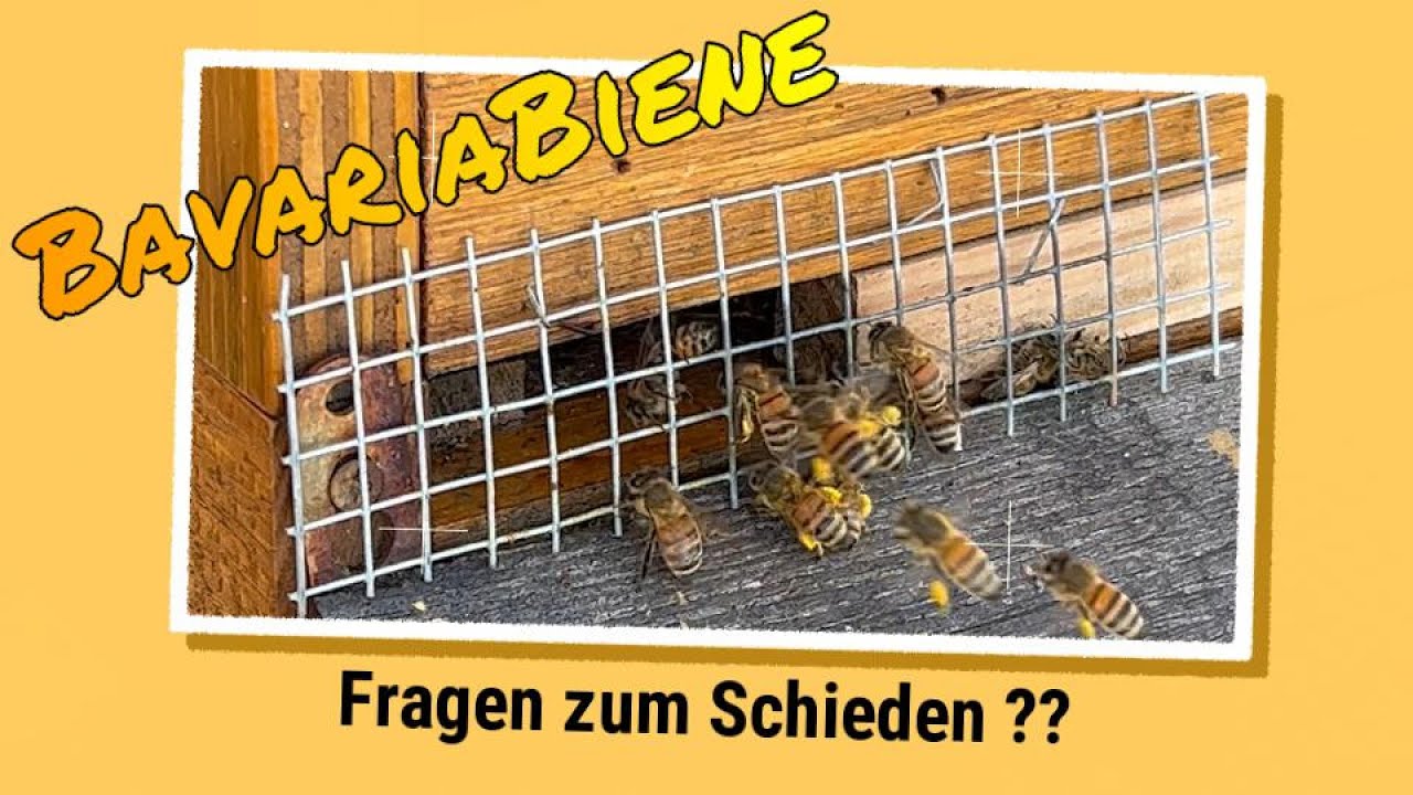 Eure Fragen zum Schieden ???