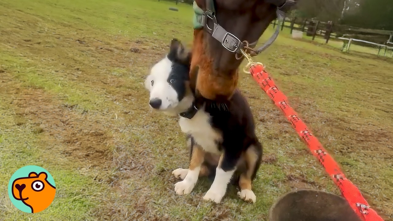 Dog Thinks He’s a Horse And Visits Them Every Day | Cuddle Buddies