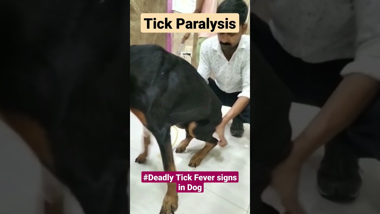 Tick Fever signs in Doberman the dog.