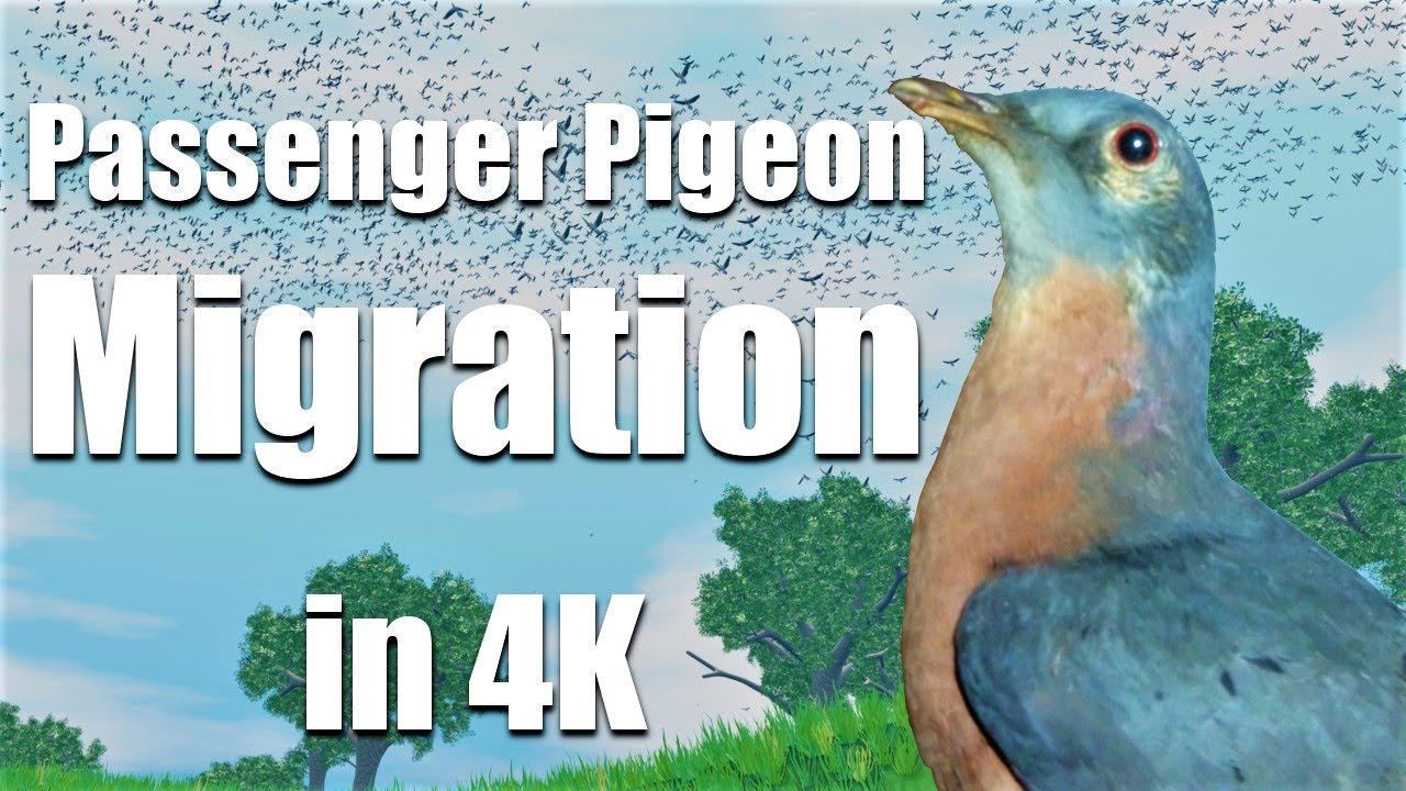 Passenger Pigeon Flock Migration Reconstruction Animation in 4k!