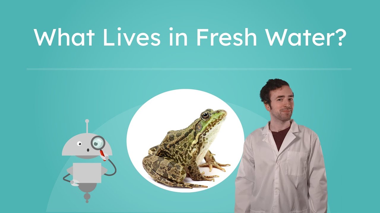 What Lives in Fresh Water? - Freshwater Biomes and Wildlife