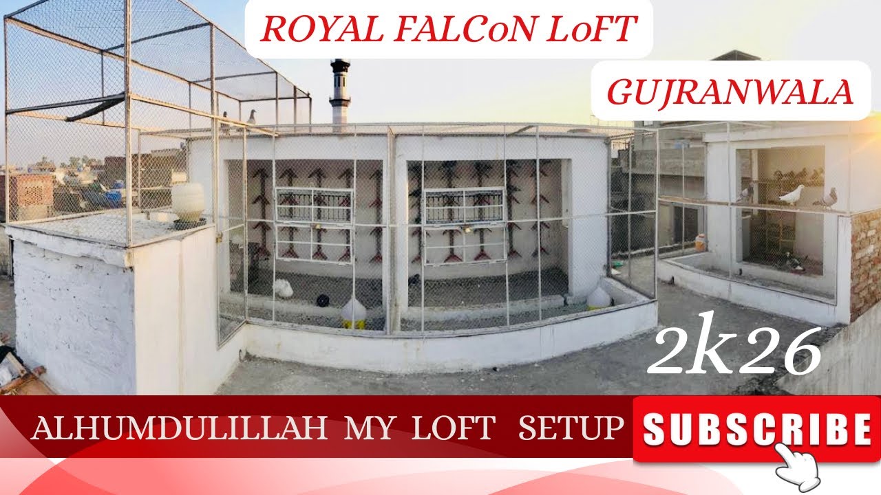 Racing Pigeon Loft | Alhumdulillah My New Loft Setup | Royal Falcon Loft #foryou #pigeon #lover 