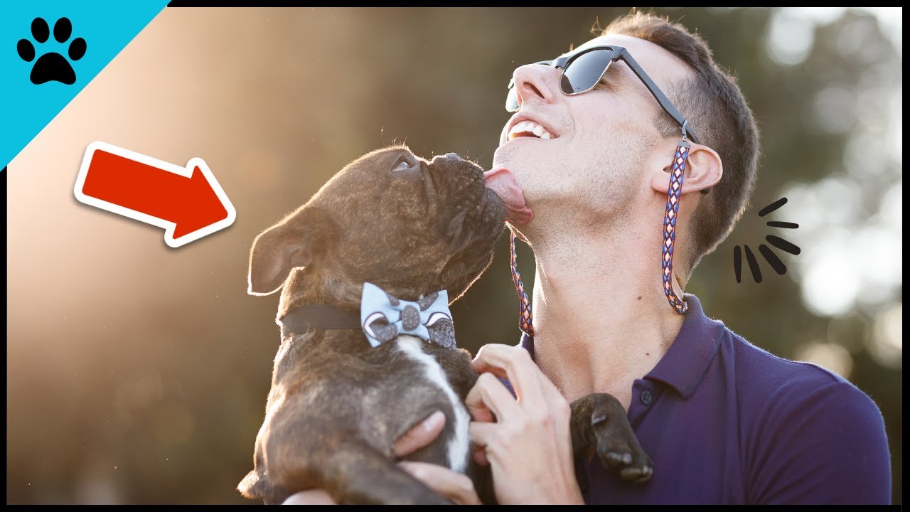 DAS macht dein Hund nur, wenn er dich WIRKLICH LIEBT!