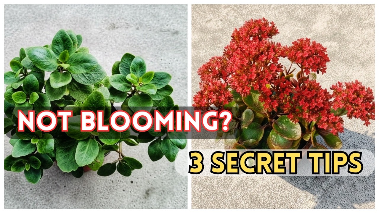 Kalanchoe Not Blooming,3 Secrets to Make It Bloom Again Every Year.#kalanchoe @plantguide
