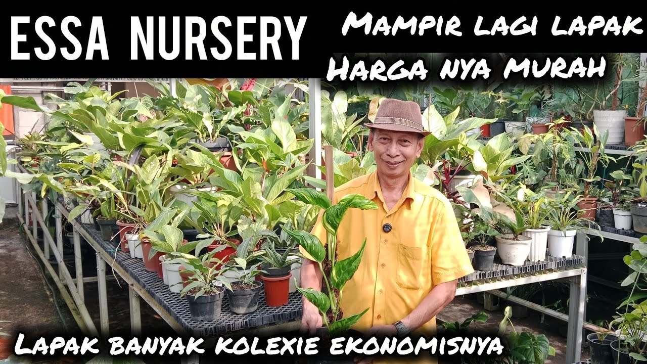  ESSA NURSERY‼️MAMPIR LAGI LAPAK KOLEXIE EKONOMISA ⁉️
