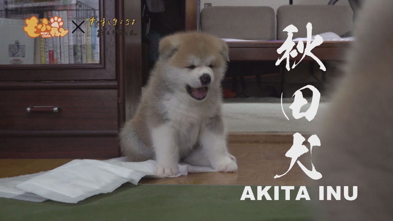今、禁断の扉が開かれる！？秋田犬の子犬の大脱走のはじまりはじまり！