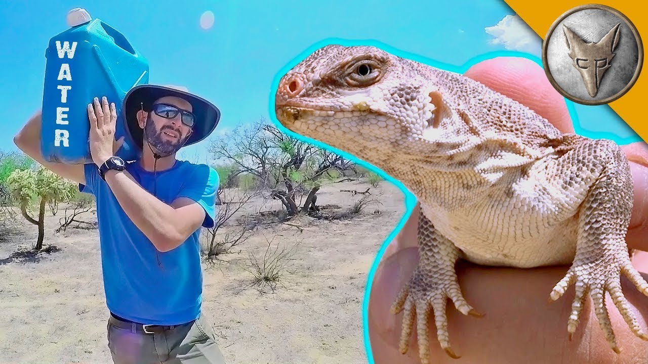 Catching a Lizard Using NOTHING but WATER!