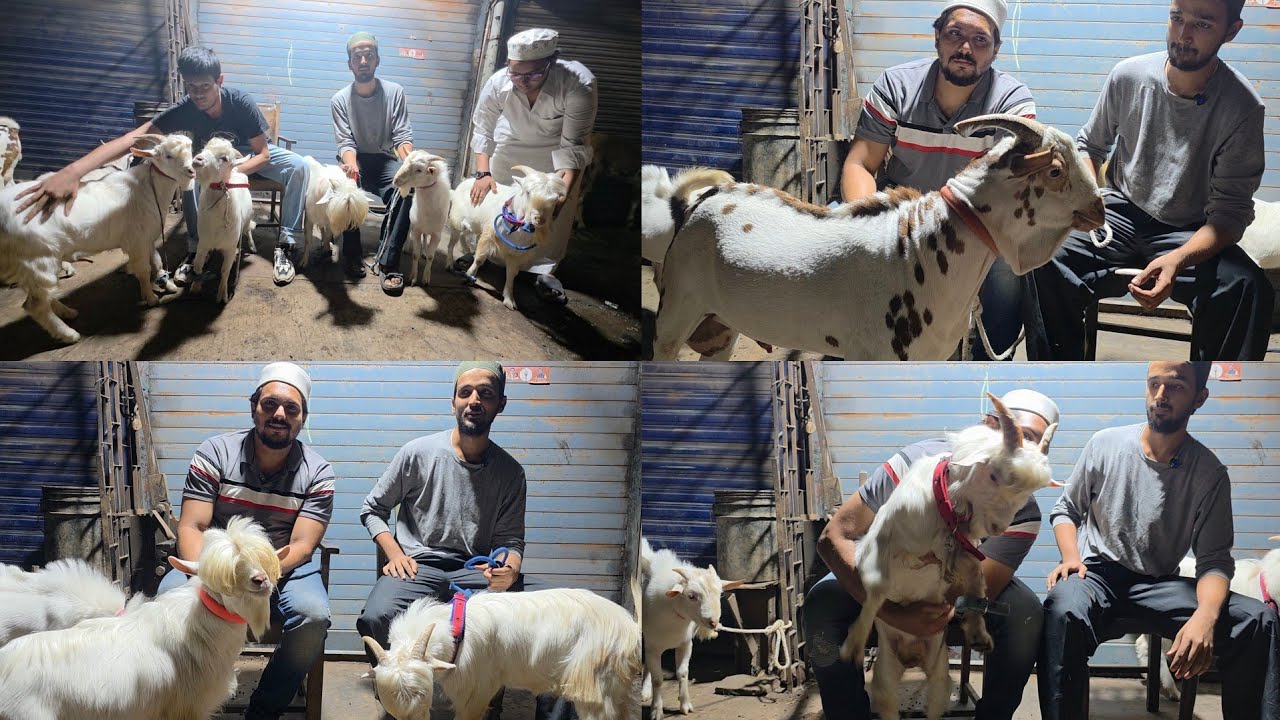 Mirza Quality Goat Farm Nagpada | Ben10 Ka Lajawaab Collection With Umar Bhai KGF Mumbai | Barbara.