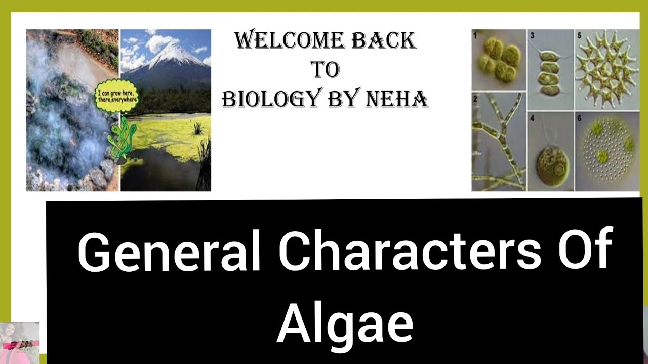 General characters of Algae | Its Occurence | M.Sc B.Sc UPSC Botany | Biology By Neha🌻