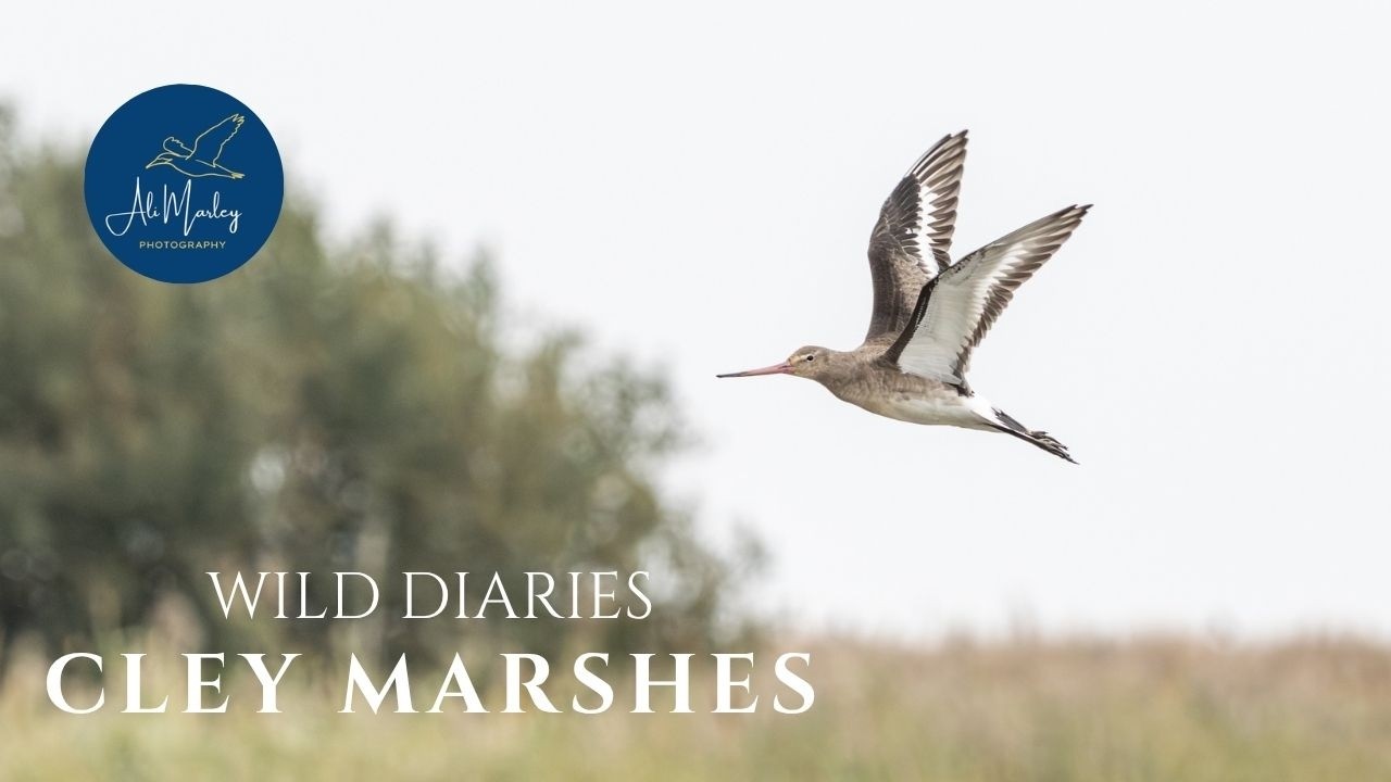 Cley Marshes Magic! Amazing Cattle Egrets & spoonbill views Norfolk Birding Paradise