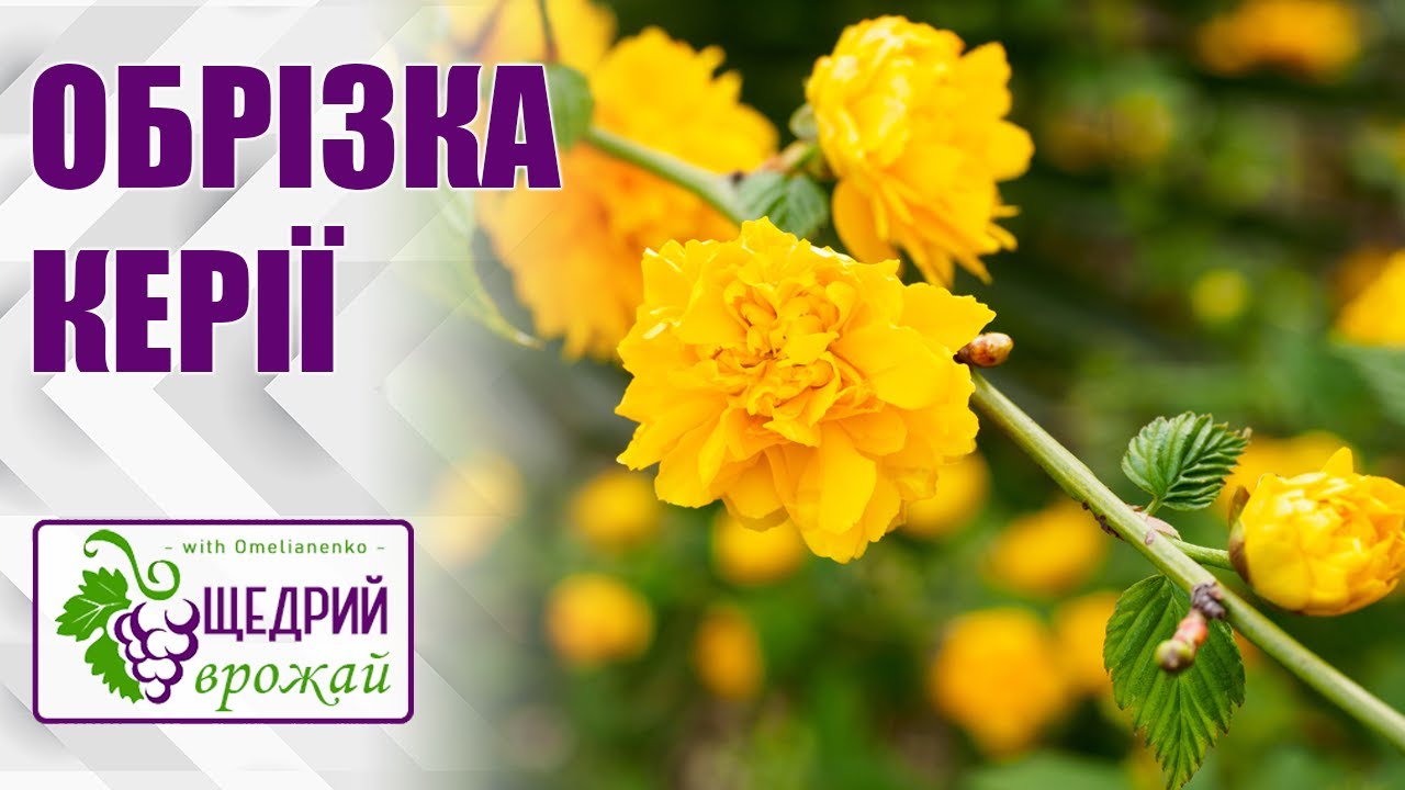 Обрізка керії.  Керія японська