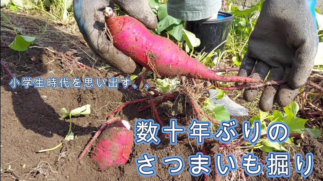 大人になって初めてのサツマイモ堀り