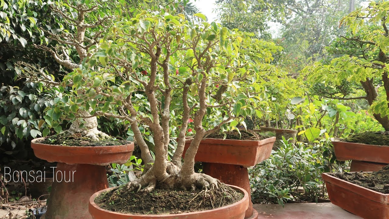 Approx 50 Years Ficus Benghalensis | Bonsai Tour | Terrace Bonsai Garden