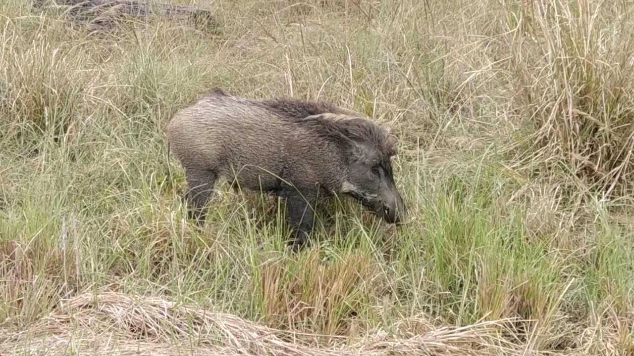 WILD BOAR FACTS | Wild Pig Information | Indian Wild Boar | Know About Wild Boar | Wild Boar Info